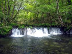 Freixa en Gaxín, preto da ponte Gomail